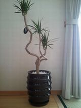 お花１.jpg
