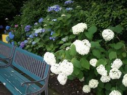 2011-06-19 アジサイ.jpg