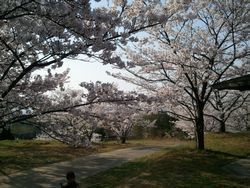 2011さくら1.jpg