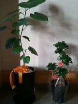 お花２.jpg