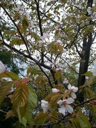 2012-04-22 桜のこった、のこった.jpg