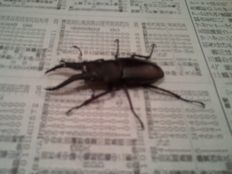 2012-07-07 クワガタ.jpg