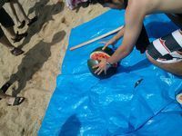 2011-08-07 スイカ真っ二つ.jpg